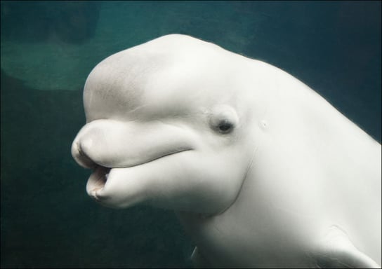 Belua whale in an aquarium., Carol Highsmith - plakat 40x30 cm Galeria Plakatu