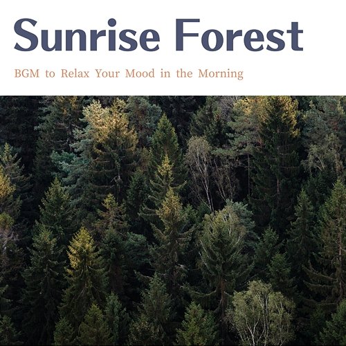 Bgm to Relax Your Mood in the Morning Sunrise Forest