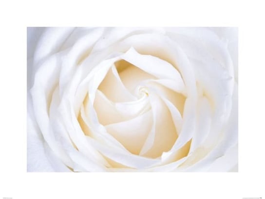 Biała Róża - Reprodukcja Nice Wall