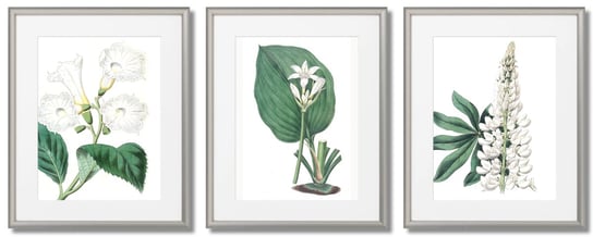 Białe Kwiaty- Plakaty Botaniczne DEKORAMA