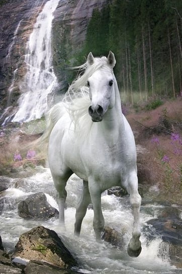 Biały koń - plakat 61x91,5 cm GBeye
