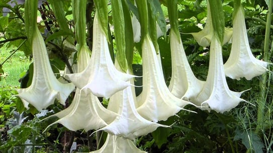 BIELUŃ/DATURA BIAŁA ANIELSKIE TRĄBY (BRUGMANSIA ARBOREA WHITE) 3 NASIONA DobreNasiona.pl