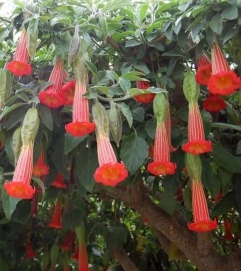 BIELUŃ/DATURA HOT RED ANIELSKIE TRĄBY BRUGMANSIA SANGUINEA HOT RED NASIONA DobreNasiona.pl