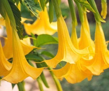 BIELUŃ DATURA ŻÓŁTA ANIELSKIE TRĄBY BRUGMANSIA DobreNasiona.pl