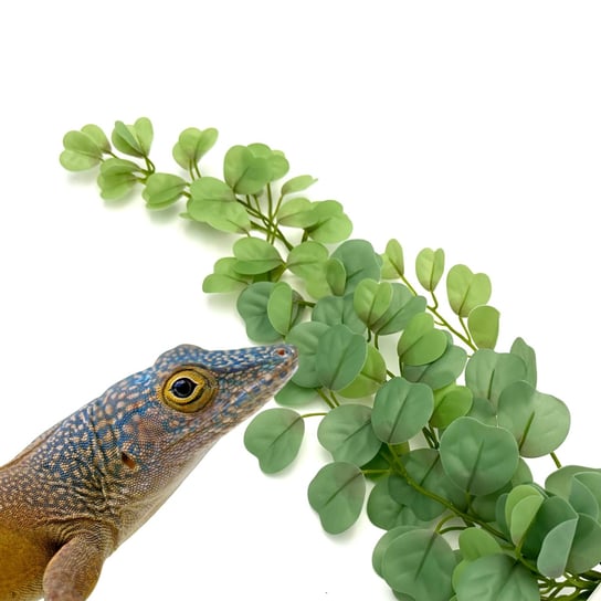 Biobush No4 Roślina Sztuczna Tropikalna Do Terrarium Eukaliptus Inna marka