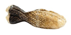 BIOFEED Kość "rybka" w skórze łososia 12cm Biofeed