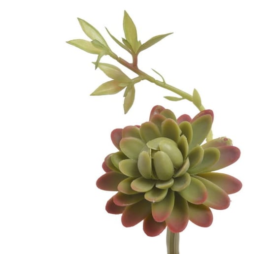 Bioplant Blooming Succulent Sztuczny Sukulent To Terrarium Stepowego, Półsuchego Inny producent