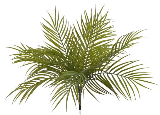 Bioplant Palm Palma Tropikalna Zielona 49Cm Inny producent