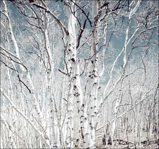Birch trees in Utah high country, Carol Highsmith - plakat 60x60 cm Galeria Plakatu