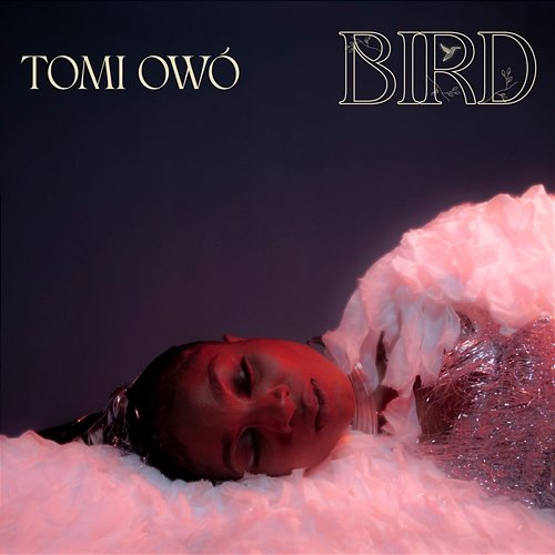 Bird Tomi Owó