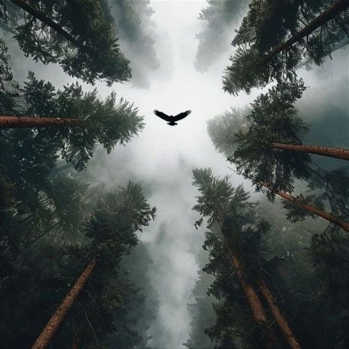 Bird Play Wolfgang Amadeus Mozart, DVE