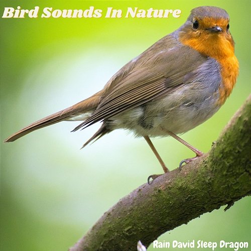 Bird Sounds in Nature Rain David Sleep Dragon