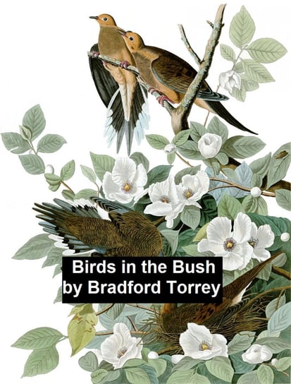 Birds in the Bush Torrey Bradford