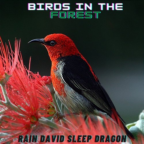 Birds in the Forest Rain David Sleep Dragon