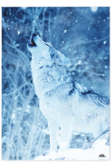 Blacha dekoracyjna BD POSTER Winter Wolf, 42x30 cm BD Poster