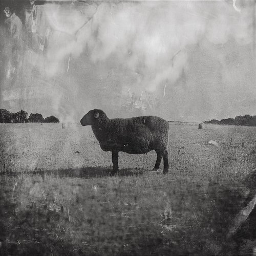 Black Sheep Ben Fuller