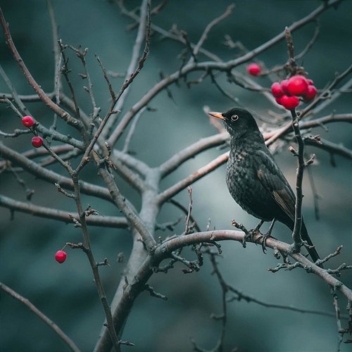 Blackbird Balin