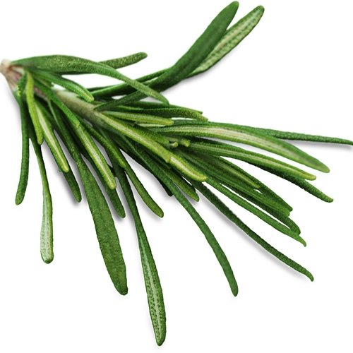 Blenchoom Spitfire Yew
