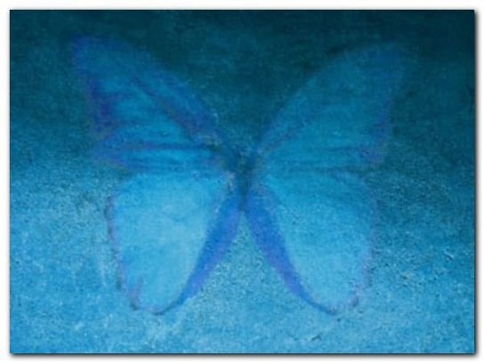 Blue Butterfly plakat obraz 80x60cm Wizard+Genius