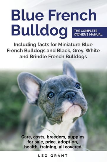 Blue French Bulldog Grant Leo