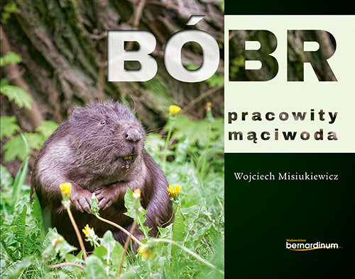 Bóbr. Pracowity mąciwoda Misiukiewicz Wojciech