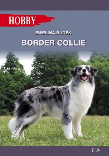 Border Collie Budek Ewelina
