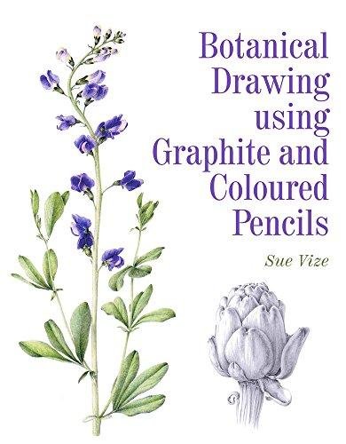 Botanical Drawing using Graphite and Coloured Pencils Vize Sue