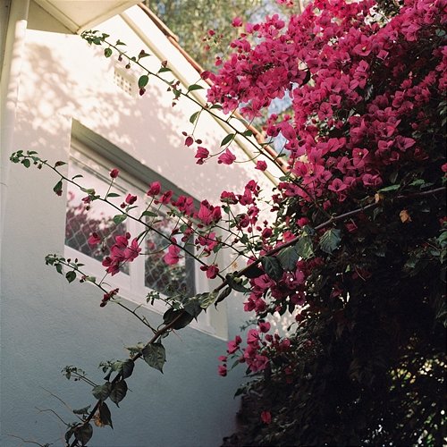 Bougainvillea Sly Withers