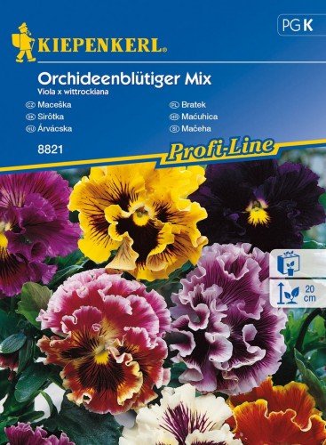 Bratek Orchideenblütiger Mix Viola x wittrockiana KIEPENKERL
