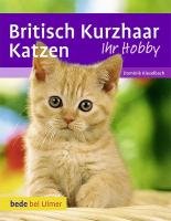 Britisch Kurzhaar Katzen Kieselbach Dominik, Betz Anita