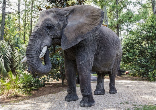 Bubbles the 9,000-pound African elephant at Myrtle Beach Safari program, South Carolina., Carol Highsmith - plakat 30x20 cm Galeria Plakatu