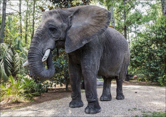 Bubbles the 9,000-pound African elephant at Myrtle Beach Safari program, South Carolina., Carol Highsmith - plakat 91,5x61 cm Galeria Plakatu