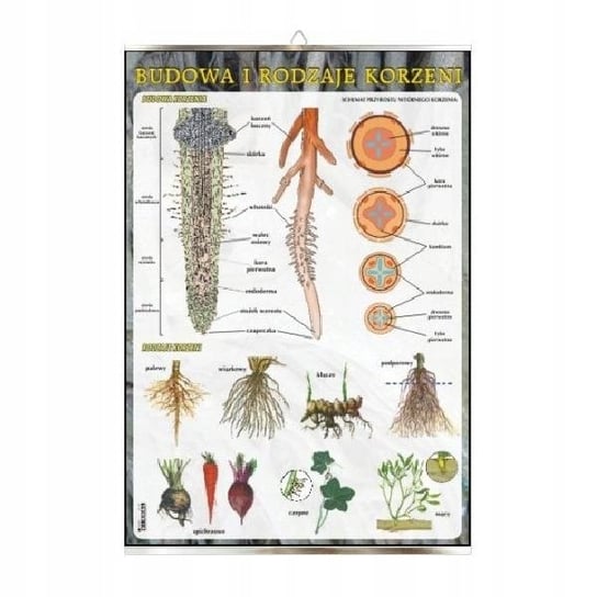 Budowa i rodzaje korzeni botanika plansza plakat VISUAL System