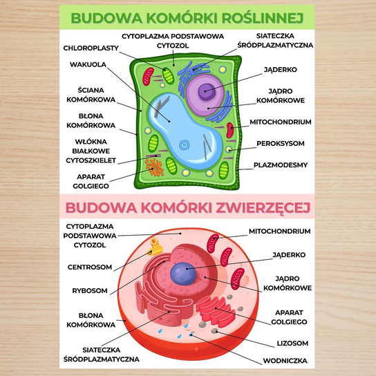 budowa-kom-rki-ro-linna-i-zwierz-ca-plansza-plakat-a3-inna-marka