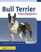 Bull Terrier Gibson Bethany