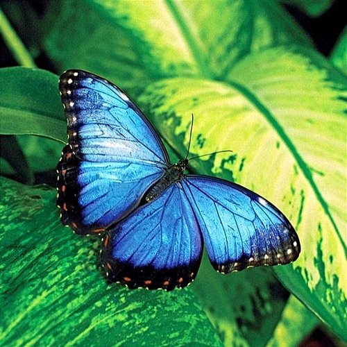 Butterflies Omar Bryan