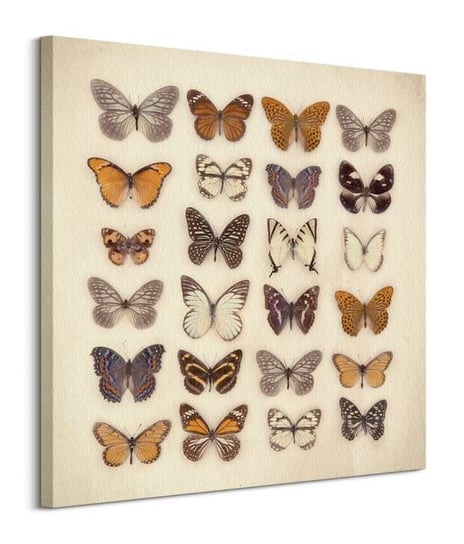 Butterfly Collection - obraz na płótnie Pyramid International