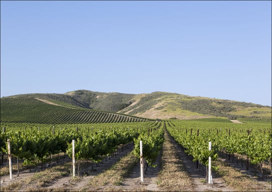 California vineyards., Carol Highsmith - plakat 60x40 cm Galeria Plakatu