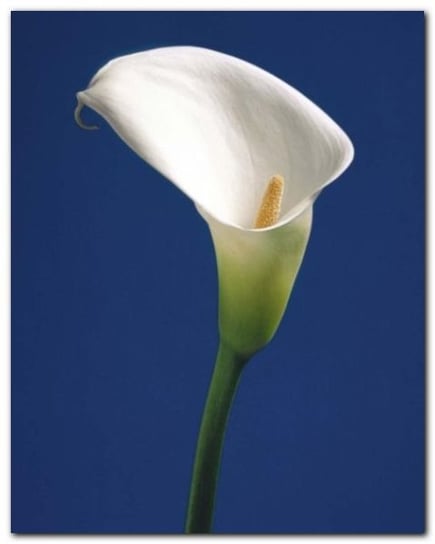 Calla On Blue II plakat obraz 40x50cm Wizard+Genius