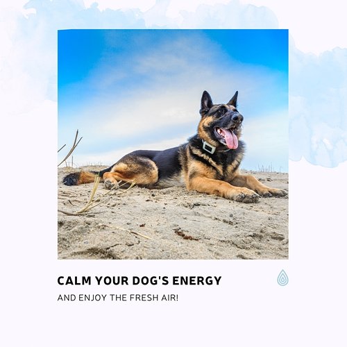 Calm Your Dog's Energy and Enjoy the Fresh Air! Various Artists