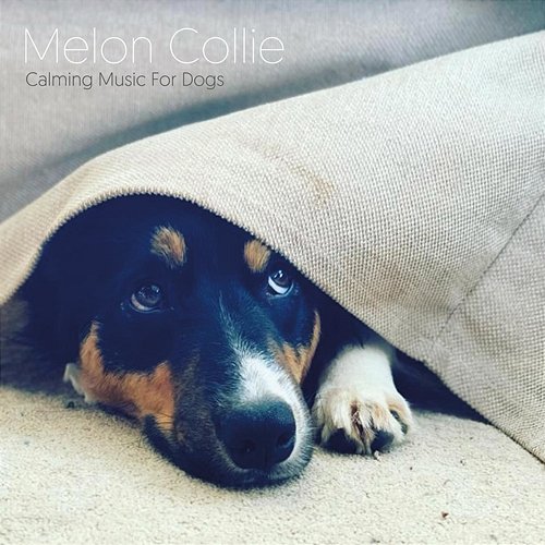 Calming Music For Dogs Melon Collie