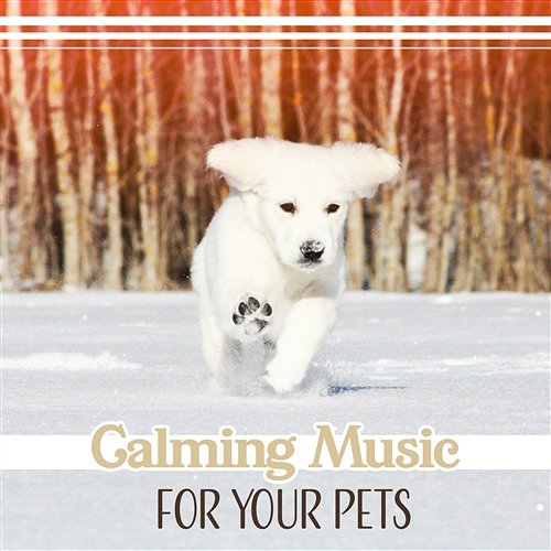 Calming Music for Your Pets – Soothing Sounds for Dogs, Cats, Nature Therapy for Stress Free, Total Comfort Pet Relax Academy