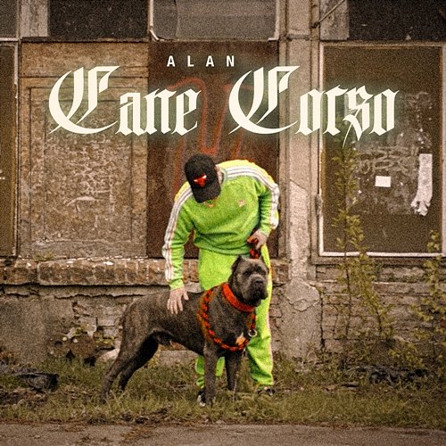 CANE CORSO Alan