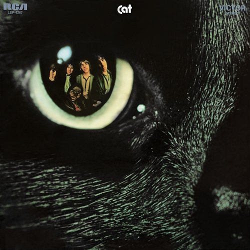 Cat Cat