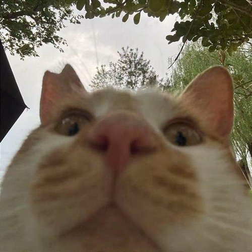 CAT Saeran Foo