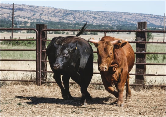 Cattle at Dye Creek Ranch near Red Bluff, California., Carol Highsmith - plakat 59,4x42 cm Galeria Plakatu