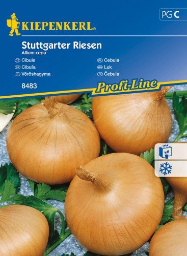 Cebula Stuttgarter Riesen Allium cepa KIEPENKERL