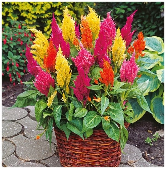 CELOZJA PIERZASTA MIX KOLORÓW (CELOSIA ARGENTEA PLUMOSA) NASIONA 0,5 g Toraf