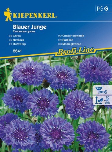 Chaber bławatek Blauer Junge Centaurea cyanus KIEPENKERL
