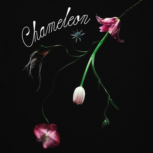 Chameleon MiQ, Catchellers